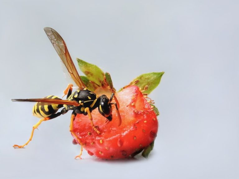 An effective way to scare a wasp away? Check out our guide that will tell you how to effectively scare off wasps, bees and other insects!